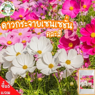 เมล็ดพันธุ์ ดอกดาวกระจายเซนเซชั่น  คละสี Sensation Cosmos Flower Seed เมล็ดพันธุ์แท้ ดอกดาวกระจาย ปลูกดอกไม้ ดี