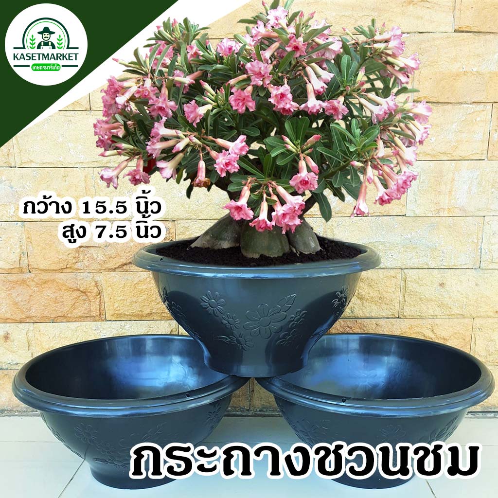 My Image 10
