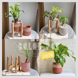 🧡🤍Mini Color Pot💖🤍กระถางเซรามิคขนาดฐานกว้าง 10.5 cm ความสูงกระถาง 10.5 cm