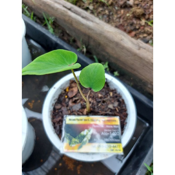 Colocasia Fharo mark