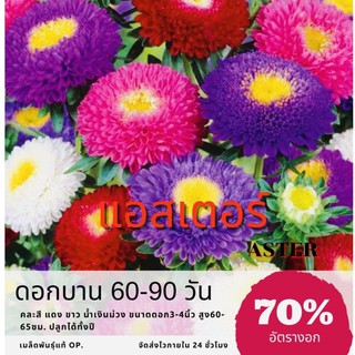 เมล็ดพันธุ์ ดอกแอสเตอร์ 250 เมล็ด Aster แอสเตอร์ (ซื้อ 10 แถม 1 คละอย่างได้)