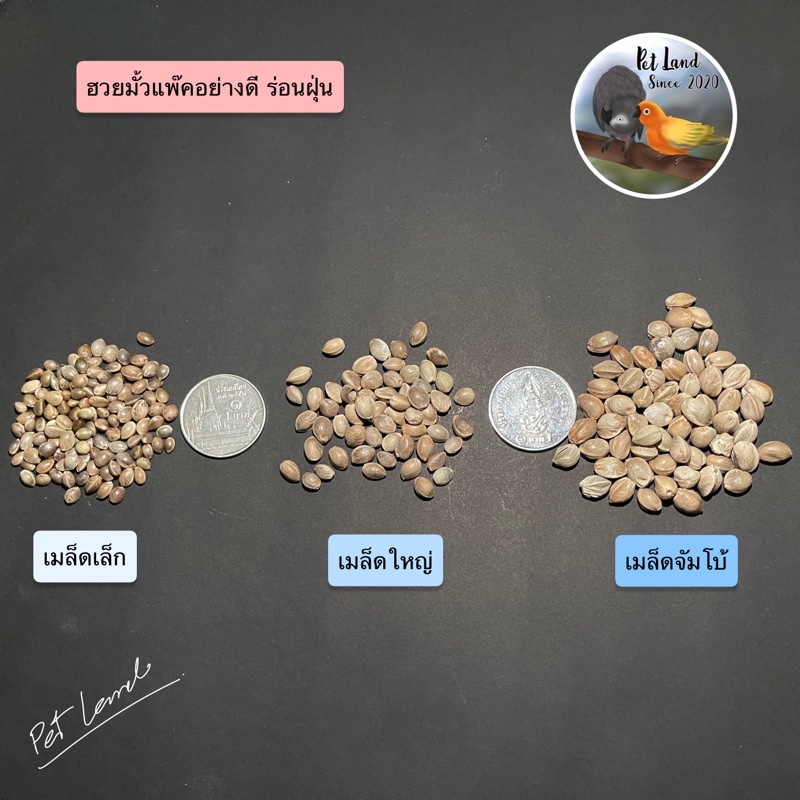 ฮวยมั๊ว ฝึกนก เป่าฝุ่น แบ่งขาย 100g/300g/500g เมล็ดเล็กและใหญ่-เมล็ดจัมโบ้ - รูปที่ 2