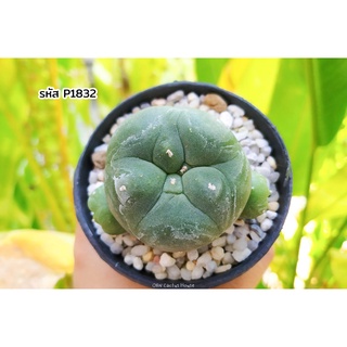 Lophophora ฟอร์มกอ อวบ ๆ ผิวสวยขึ้นแว๊กส์ แคคตัส ไม้อวบน้ำ