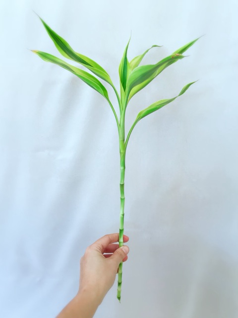 กวนอิม สูง50เซนติเมตร ไผ่กวนอิม ต้นตรง ต้นไม้ฟอกอากาศ ต้นไม้มงคลต - รูปที่ 5