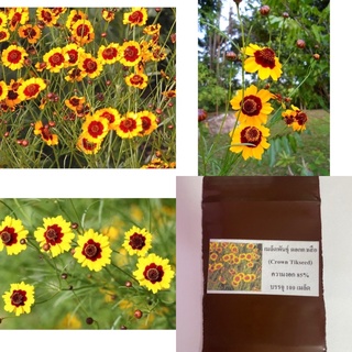 เมล็ดพันธุ์ ดอกตาเสือ (Coreopsis Flower) บรรจุ 100 เมล็ด