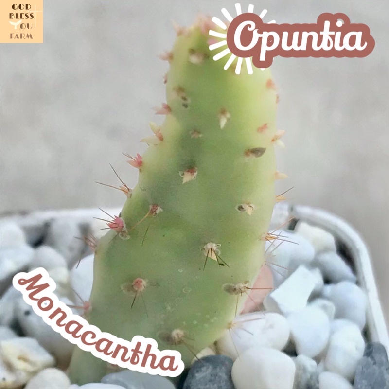 [เสมาสายรุ้ง] Opuntia Monacantha Variegata ส่งพร้อมกระถาง แคคตัส Cactus Succulent Haworthia ไม้อวบน้ำ พืชอวบน้ำ