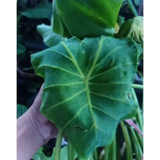 ข้อไหลcolocasia yello windoข้อตัดสด