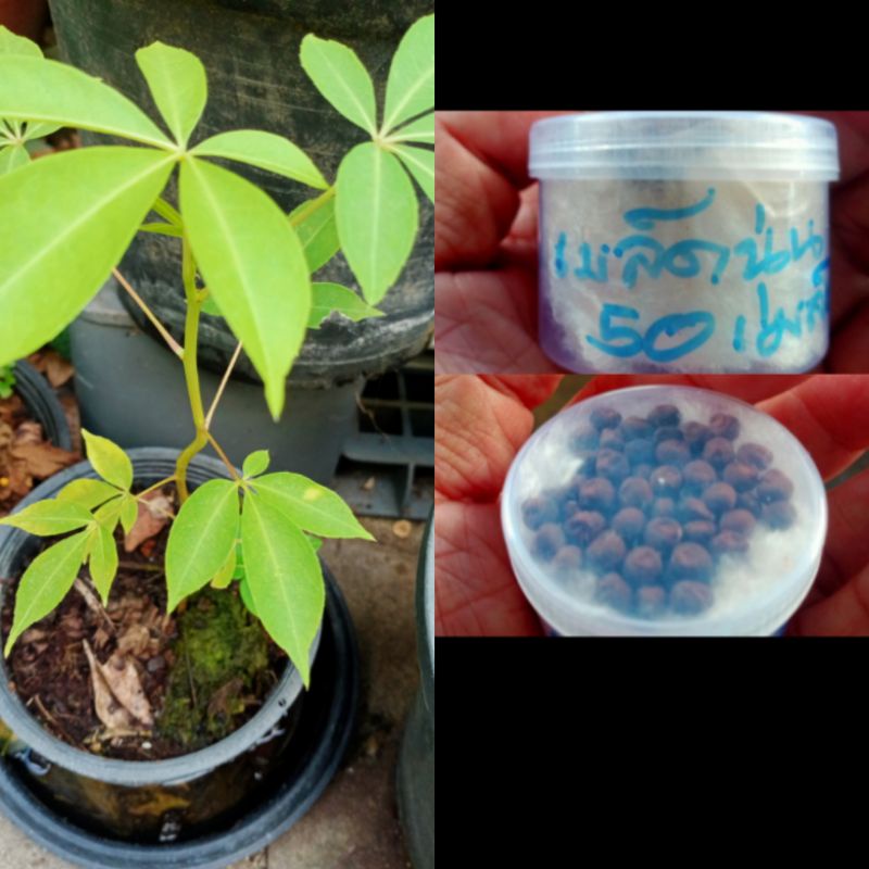 เมล็ดต้นนุ่น(.Kapok seed.)ราคา30บบรรจุ50เมล็ดเป็นต้นไม้หายากใยนุ่นจากฝักนำไปทำนุ่นหมอนที่นอนได้