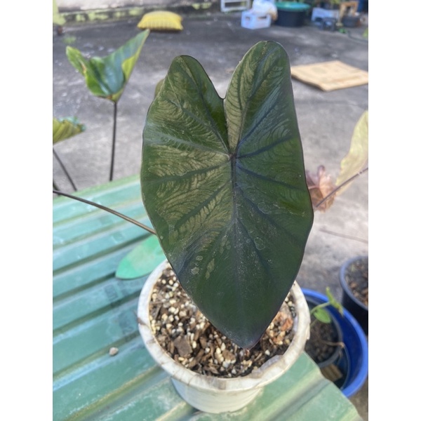 colocasia-black-coral