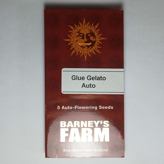 Barneys farm Glue Gelato Auto 5 cannabis seeds