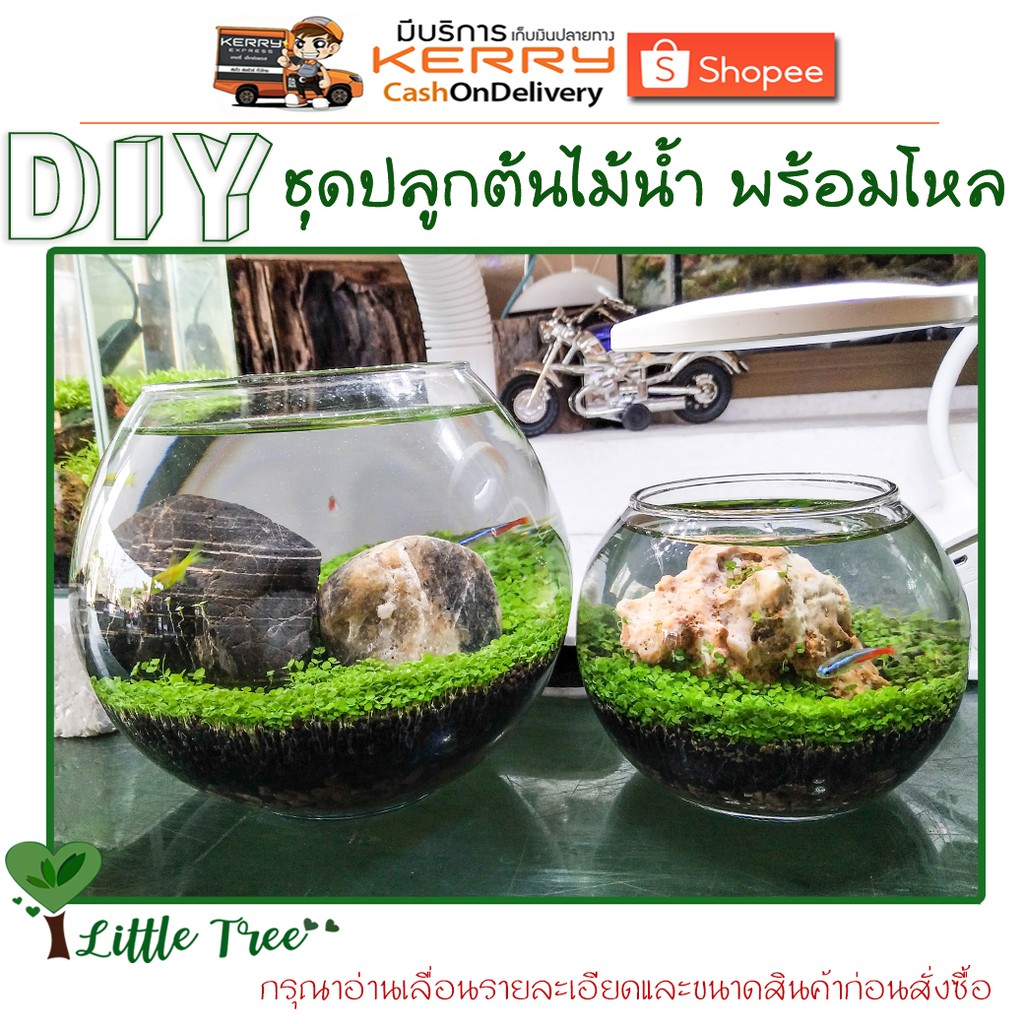 ชุดปลูกไม้น้ำ พร้อมขวดโหลแก้ว มีของพร้อมส่งทุกไซต์