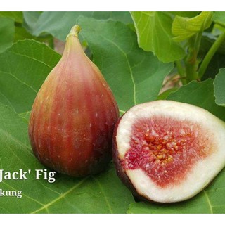 ต้นมะเดื่อฝรั่ง มะเดื่อ/มะเดื่อฝรั่ง (Fig) พันธุ์ Black Jack จัดส่งพร้อมกระถาง 6 นิ้ว ลำต้นสูง 50 ซม