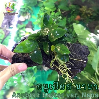 อนูเบียสเเคะ นานา ผูกขอน Anubias barteri var.nana🌱🌱