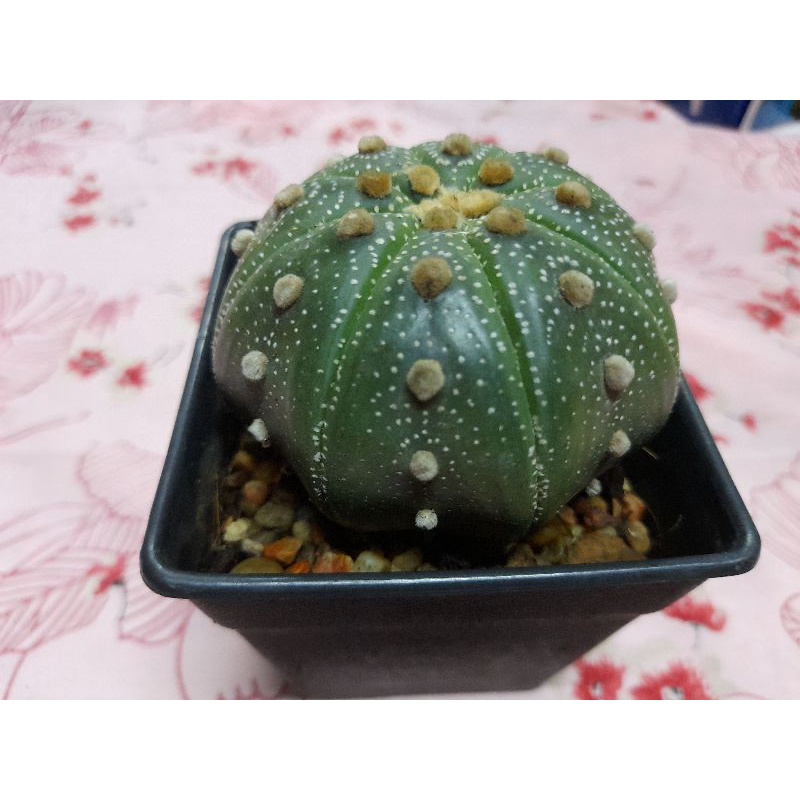 กระบองเพชรแอสโตรไฟตั้ม (Astrophytum)