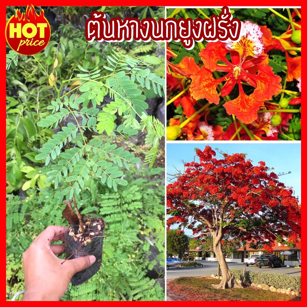 ต้นหางนกยูงฝรั่ง ดอกสีแดงสด ไม้ยืนต้น สูง 25-35 ซม. (ร้านนี้ต้นไม้เสียหาย มีเคลมให้)