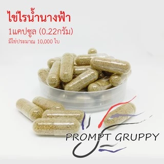ไข่ไรนางฟ้าไทย (Fairy Shrimps) ในแคปซูลใหญ่เบอร์1 อาหารปลาสำหรับลูกปลาแรกเกิด