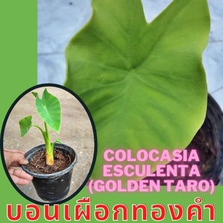 1 ต้นบอนเผือกทองคำ Colocasia Golden taro ต้นบอนโกลเด้นทาโร่ น่าสะสม  จัดส่งพร้อมกระถาง