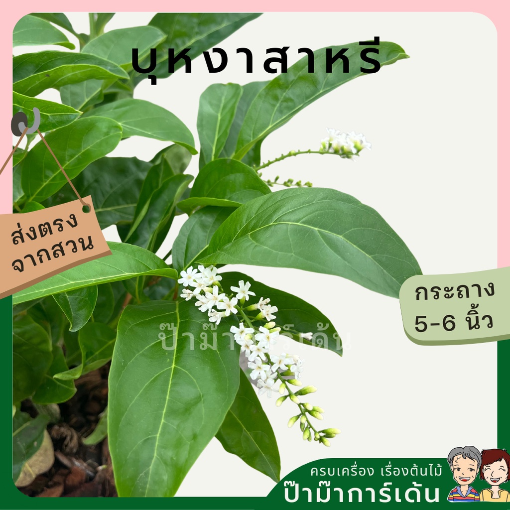 มุมมอง 2