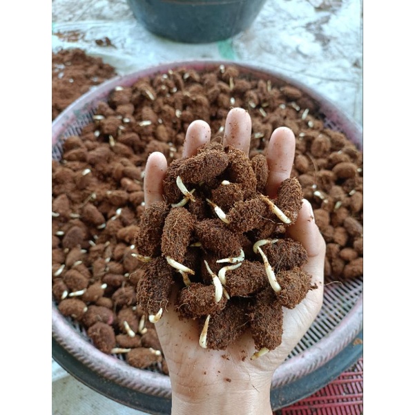 🌱เมล็ดงอกโกโก้ พันธ์ชุมพร1 พร้อมปลูก 360เม็ด 300 บาท ต้นแม่พันธ์ที่ใช้เพาะเมล็ดงอกอายุ 30ปี+