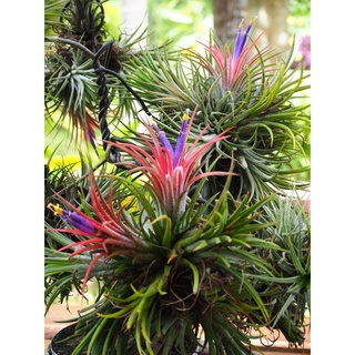 (ต้น) ฟอร์มสวย ทิวแลนเซีย สับปะรดหัวสี ต้นไม้  พันธุ์ต้นไม้ Tillandsia ฟูโก้ ทิลแลนเซีย ไม้รากอากาศ สับปะรดอากาศ