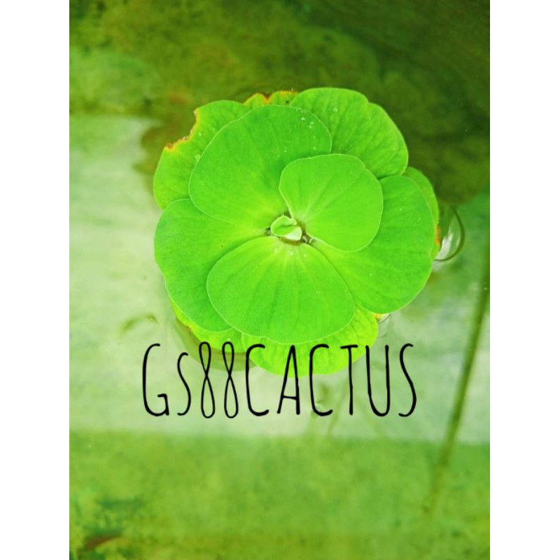 จอก,ดอกจอก,จอกกุหลาบ สดสวย(ส่งฟรีshopee pay)