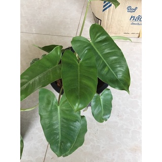 ฟิโลเดนดรอน มรกตหยก Philodendron burle-marxii ไม้ประดับ ไม้เลื้อย พร้อมกระถาง 7นิ้ว (1ต้น/แพค)