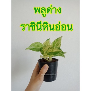 พลูราชินีหินอ่อน ไม้ฟอกอากาศ (กระถาง3นิ้ว)