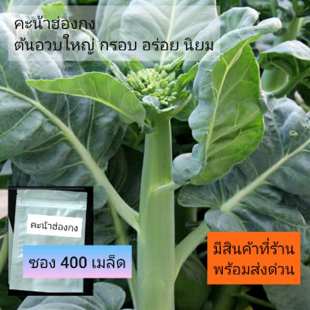 เมล็ดผัก คะน้าฮ่องกง400เมล็ด พันธุ์ดี กรอบ อร่อย งอกดี พร้อมส่ง