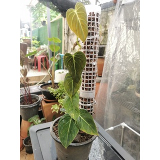 philodendron melanochysum ฟิโลเดนดรอน​ เมลาโนไคซัม