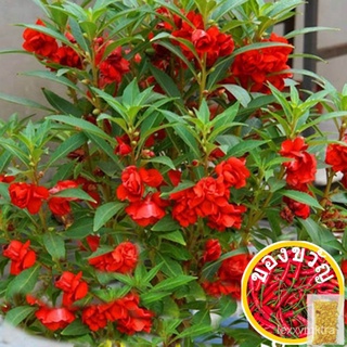 （100 seeds）Colorful Impatiens Seeds Henna Seeds Balcony Potted Plants Easy to Plant Camellia Impatiens Seeds裙子/男装/香菜/文胸/