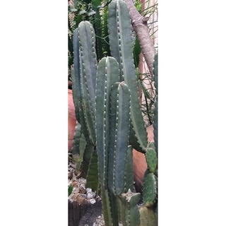 จามาคารูCereus jamacaruหรือที่รู้จักในชื่อmandacaru