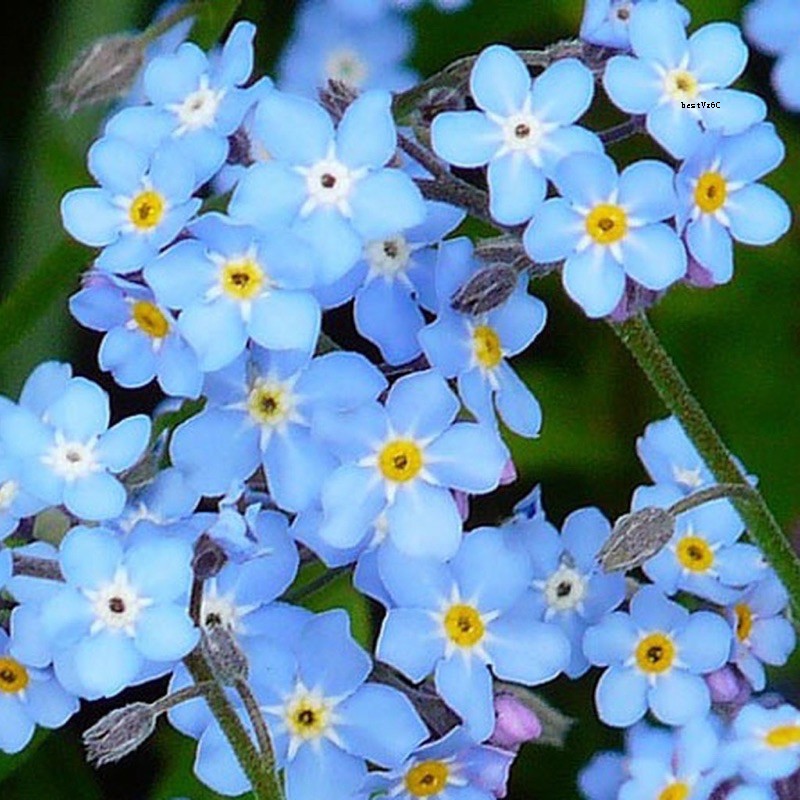เมล็ดพันธุ์ ฟอร์เก็ตมีน็อท Me Not Flower Seed) บรรจุ 100 เมล็ด