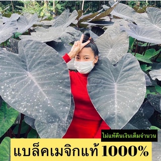 ❌( บอนแท้ 100% ) ❌บอนแบล็คเมจิก colocasia black magic บอนดำ (ส่งแบบไหลตามภาพ)บอนดำใต้ บอนก้านดำ