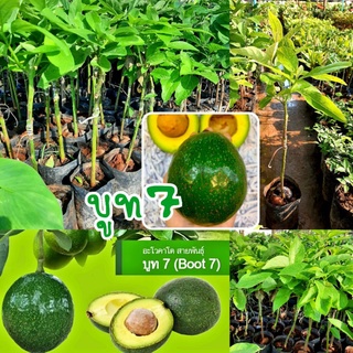 อะโวคาโดสายพันธุ์บูท7 เสียบยอด ติดผลเร็ว สินค้าพร้อมส่ง(รับประกันสินค้าชำรุดเสียหาย)