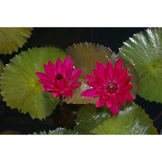 10 เมล็ด เมล็ดบัว สีแดง นำเข้า บัวนอก สายพันธุ์เมล็ดบัว Waterlily Nymphaea Seeds