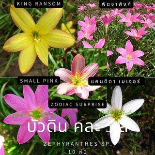 บัวดิน คละ5สี หลากหลายสายพันธุ์ 10 หัว