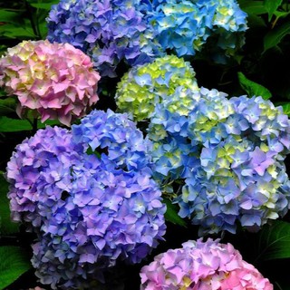 🍀เมล็ดไฮเดรนเยีย🍀 (Hydrangea) บ้านและสวน