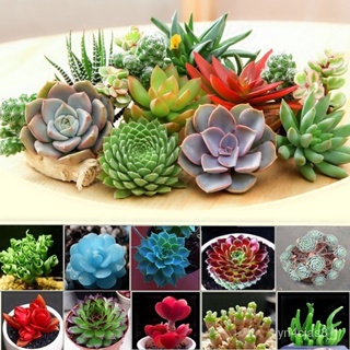 （อัตราการปลูกสูง）100pcs/bag Mixed Lithops Seeds Rare Succulent Seeds Ass Flower Seeds Pseudotruncatella Living Stone Bon