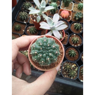 ยิมโนบัลเดียนัม (Gymnocalycium baldianum) ลุ้นสีดอก