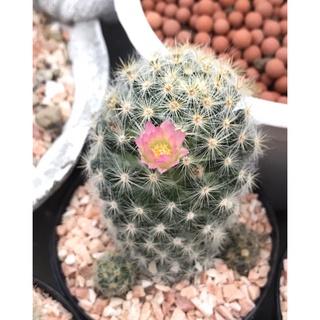 แมมเพอริโฟร่าดอกชมพู mammillaria prolifera กระบองเพชร แคคตัส