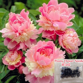 เมล็ดพันธุ์ Peony Flower Seeds เมล็ดบอนสี บอนสีสวยๆ พันธุ์ดอกไม้ ต้นไม้ฟอกอากาศ（นี่มันเมล็ดพืช ไม่ใช่พืช!）