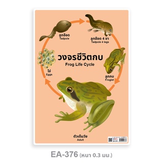 โปสเตอร์พีพี A4 วงจรชีวิตกบ EA-376