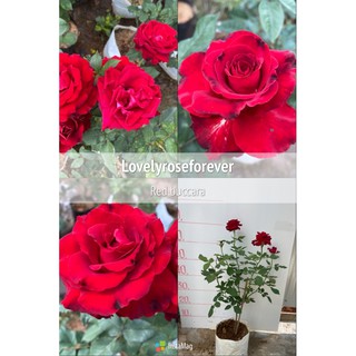 กุหลาบไร้หนาม🌹 Red baccara