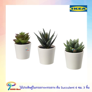 IKEA ไม้ประดิษฐ์พร้อมกระถาง ต้นไม้ปลอม ไม้ประดิษฐ์ แคลตัส 1 ชุด มี 3 กระถาง  ต้น Succulent