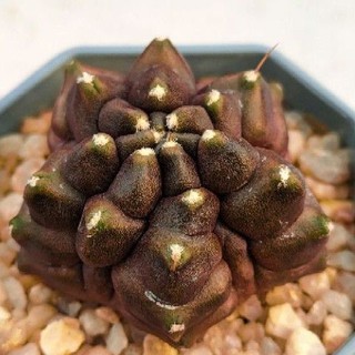 Cake Cactus Farm กระบองเพชร Gymnocalycium mihanovichii monstrose ยิมโนมอนม่วง 6 พูครึ่ง