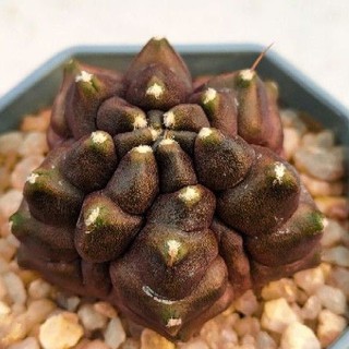 Cake Cactus Farm กระบองเพชร Gymnocalycium mihanovichii monstrose ยิมโนมอนม่วง 6 พูครึ่ง