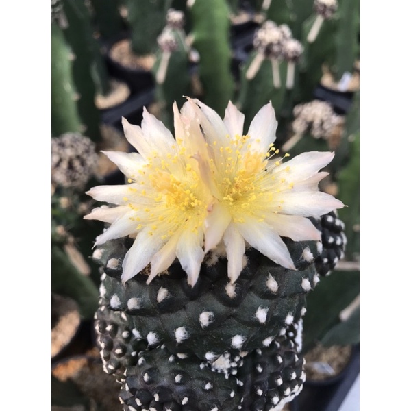 โคเปียโปมอนส์ Copiapoa tenuissima f. monstruosa กระบองเพชร แคคคัส