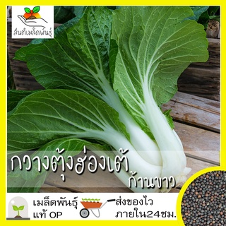 เมล็ดพันธุ์ กวางตุ้งฮ่องเต้ ก้านขา เมล็ด Canton Pak Choi Seed เมล็ดพันธุ์แ นำเข้าจากต่（นี่มันเมล็ดพืช ไม่ใช่พืช!）