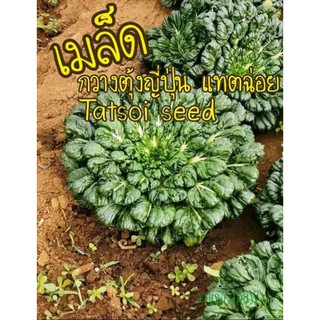 เมล็ดกวางตุ้งดอกไม้ไฟญี่ปุ่น แทตฉ่อย 50 เมล็ด 10บาท Tatsoi seed เมล็ดพันธุ์แท้ นำเข้าจากต่าง