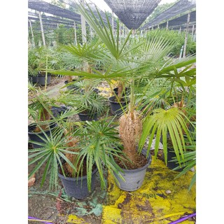 ปาล์มเคราฤาษี Old Man Palm คัดฟอร์มสวยส่งทุกต้น🌿